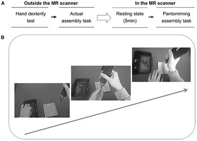 Functional Connectivity and Networks Underlying Complex Tool-Use Movement in Assembly Workers: An fMRI Study